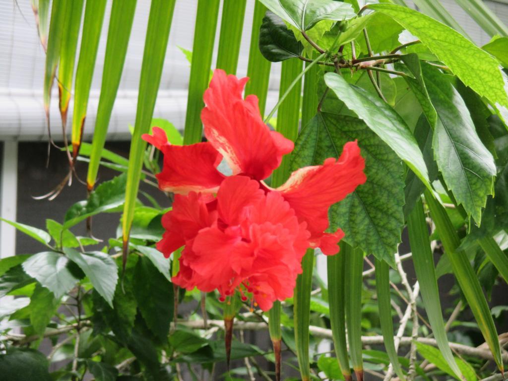 Coco Plum Inn คีย์เวสต์ ภายนอก รูปภาพ